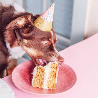 Dog Birthday Cake with Mashed Potato Frosting