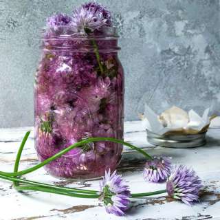 Chive Blossom Vinegar