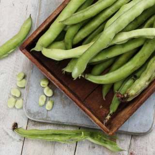 How to Prep Broad Beans / Fava Beans