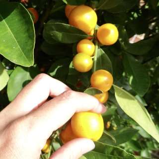 Sweet Preserved Kumquats