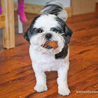 Homemade Dog Treats
