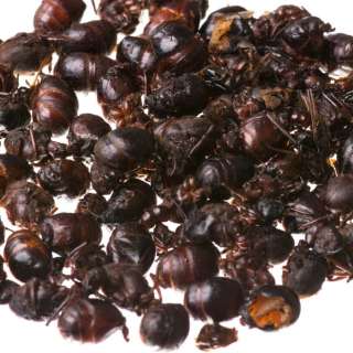 Fried Hormigas Culonas Recipe