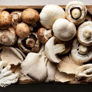 How to Store Mushrooms