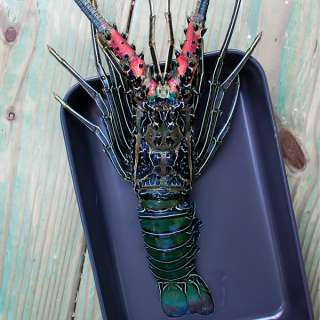 Boiling warm water lobster recipe