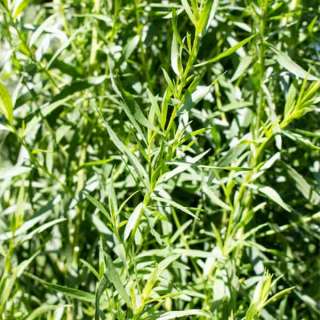 How to dehydrate herbs