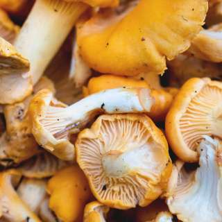 Dried Chanterelle Mushrooms