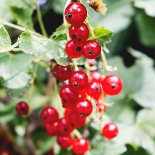 Dehydrated Red Currants