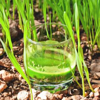 Wheatgrass Shots with Fresh Wheatgrass