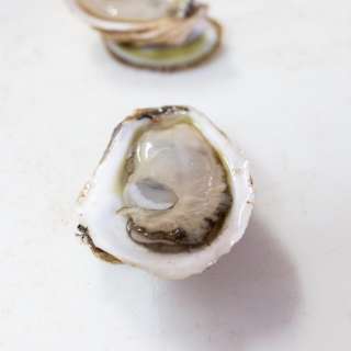 How to Shuck Oysters