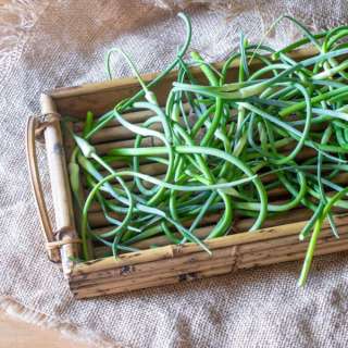 How to Store Garlic Scapes