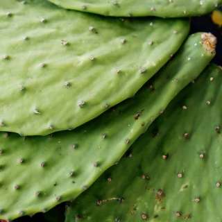 How to Prepare & Cook Nopales
