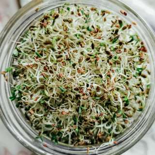 How to Grow Alfalfa Sprouts in a Jar