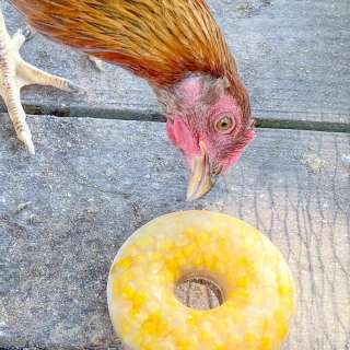 Frozen Corn Treats for Chickens