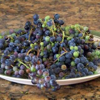 Wild Grape Juice