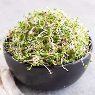 How To Grow Broccoli Sprouts (Step-By-Step Guide)