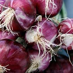 The Zuni Café's Red Onion Pickles