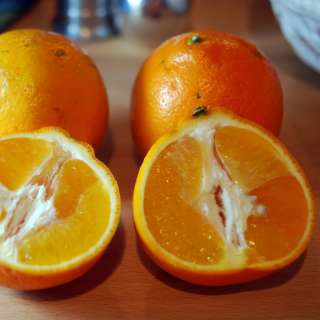 Honeybell Orange Juice Cocktail