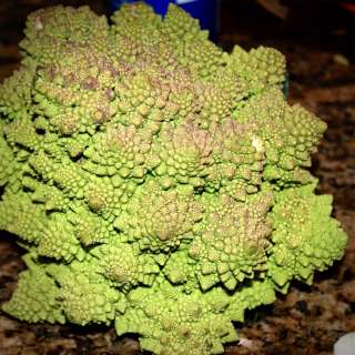Broccoli Romanesco or Cauliflower Romanesco