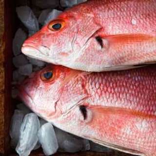 Pappadeaux Grilled Snapper