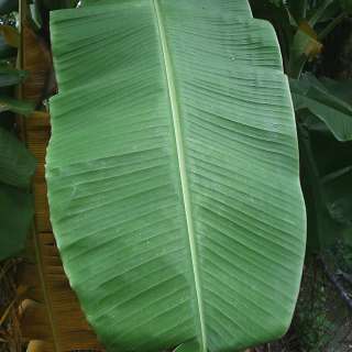 How to Prepare Banana Leaves For Cooking