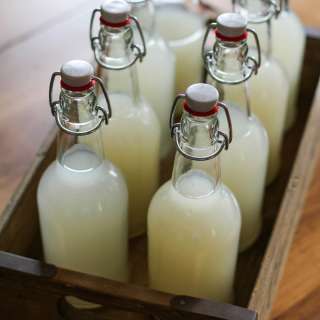 Probiotic Ginger Beer